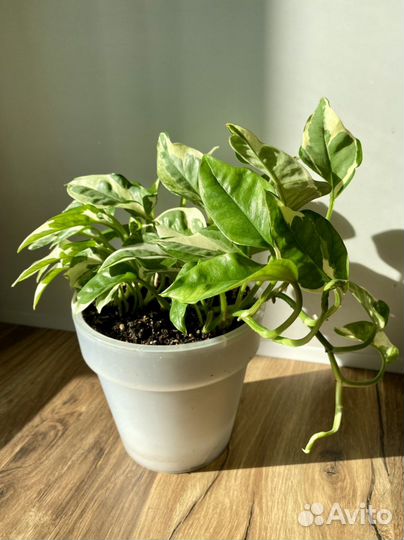 Сциндапсус энджой эпипремнум