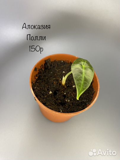 Алоказии