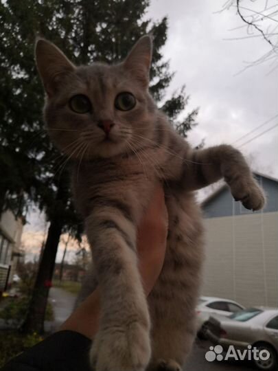 Кошка в дар