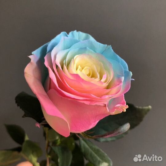 Акварельная роза