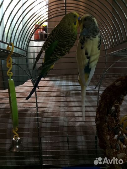 Пара волнистых попугаев с приданным