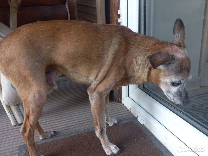 Найдена собака