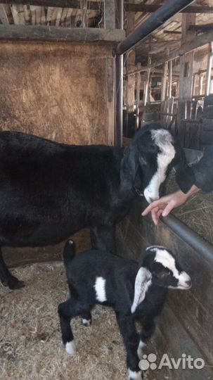 Овцы бараны