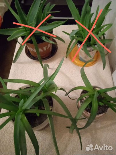 Алоэ столетник