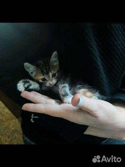 Котёнок мальчик