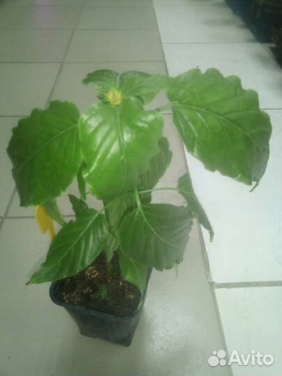 Пахистахис желтый