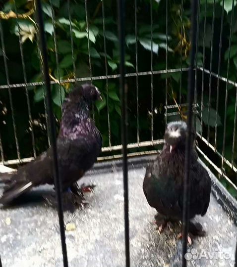 Голуби такла