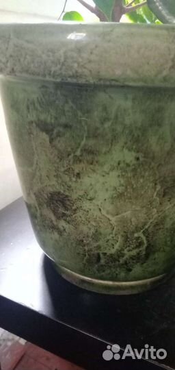 Фикус бенджамина высокий