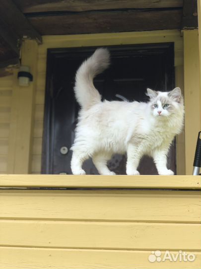 Невская маскарадная (кошечка с документами)