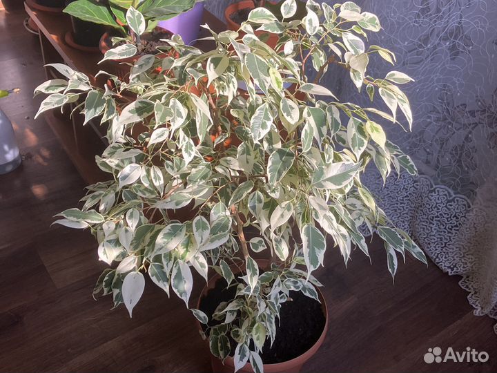 Фикус де гантель