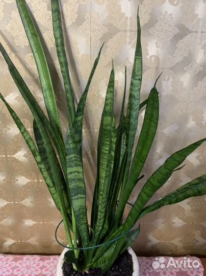 Цветок Сансевиерия (тещин язык)