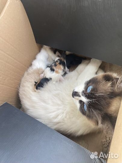 Отдам котят в добрые руки