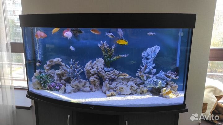 Чистка аквариумов, обслуживание аквариумов