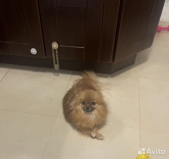 Мини шпиц девочка