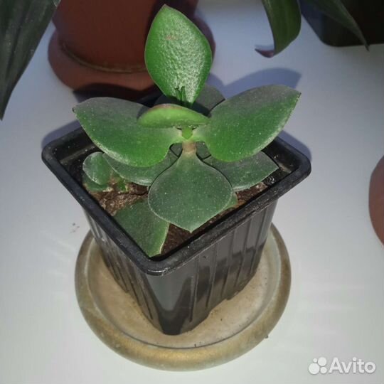 Денежное дерево