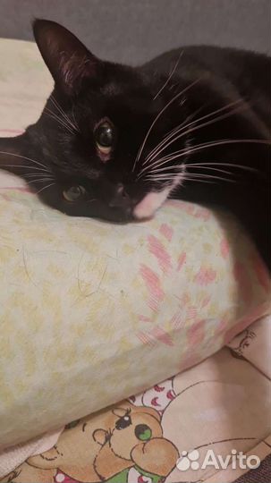 Кот Макс мечтает о семье