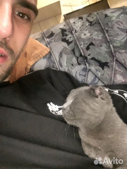 Домашнее животное