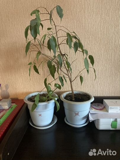 Фикус бенджамина