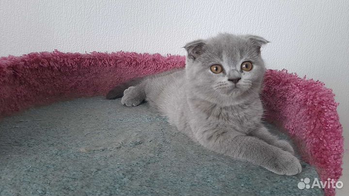 Шотландские вислоухие малыши и малышки