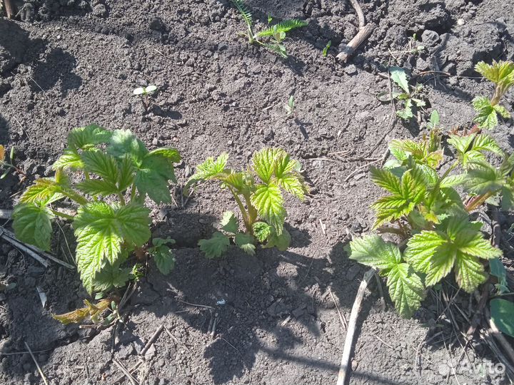 Саженцы ремонтантной малины
