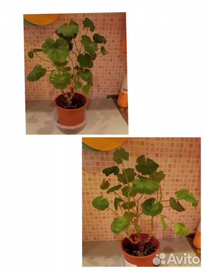 Пеларгония герань