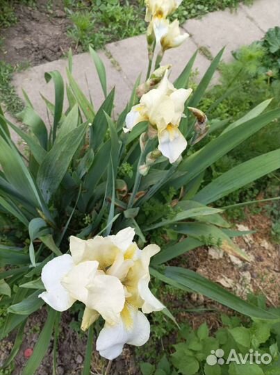 Флоксы розовые