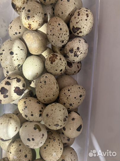 Яйца перепелиные
