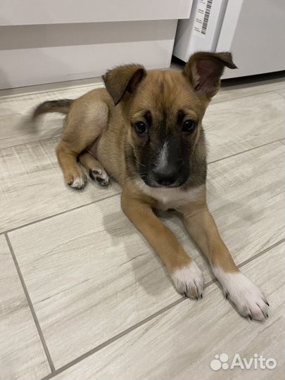 Щенок в дар