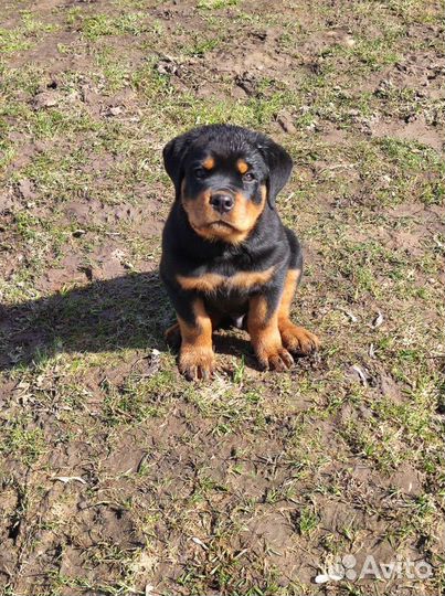 Дрессировка. Воспитание щенка