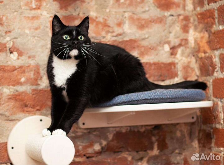 Кот в добрые руки,кошка в дар