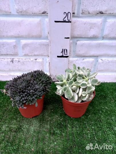 Суккуленты, большой выбор из питомника растений