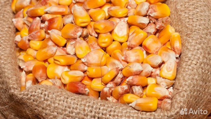 Ячмень озимый, Подсолнечник корма