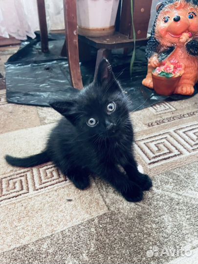 Котята в добрые руки бесплатно