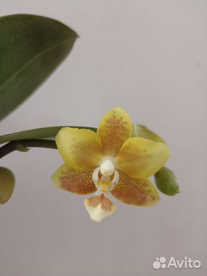 Орхидея: Phal. KS Fragrance