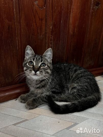 Котята в добрые руки SOS