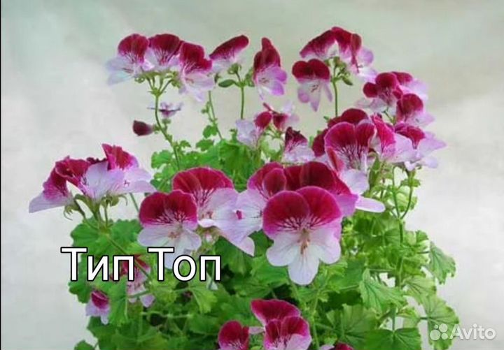 Пеларгонии Ангелы