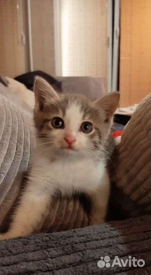 Котенок девочка 1,5 мес