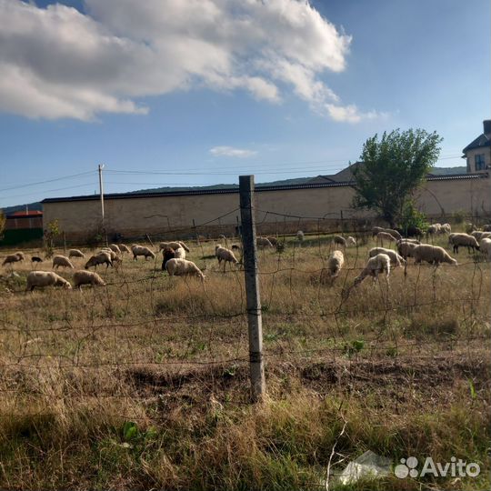 Продаются бараны, овцы