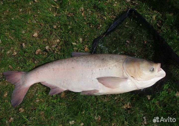 Свежая рыба