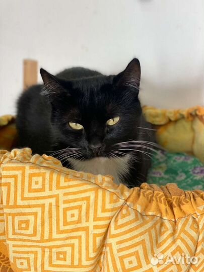 Кошечка Зося