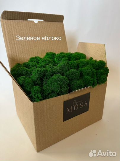 Стабилизированный мох ягель