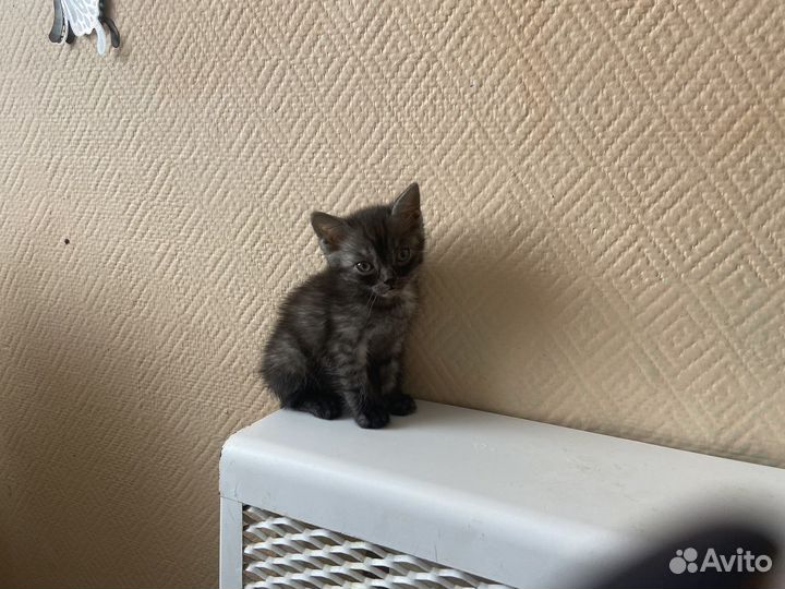 Отдам бесплатно животные