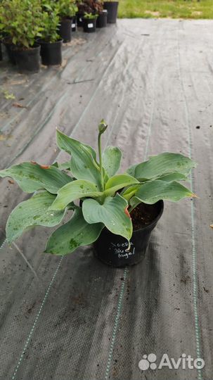 Хосты сортовые