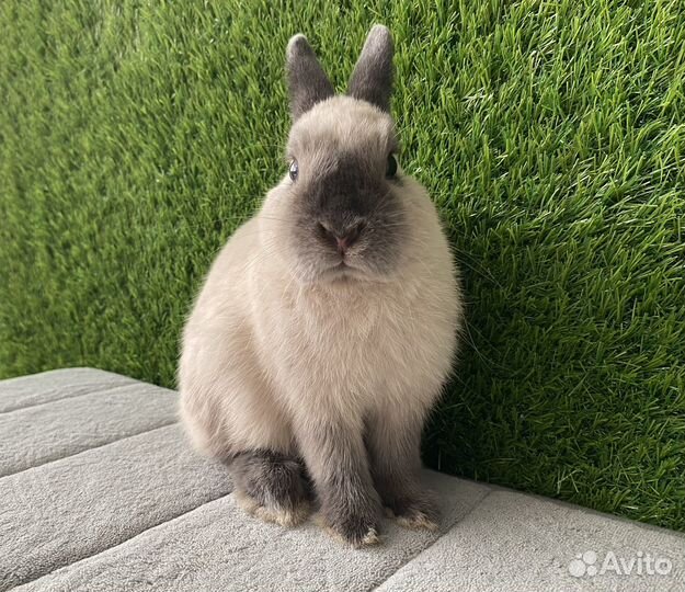 Карликовый кролик