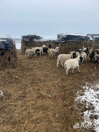 Овцы бараны ягнята дорпер