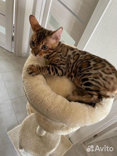 Бенгальский котенок мальчик