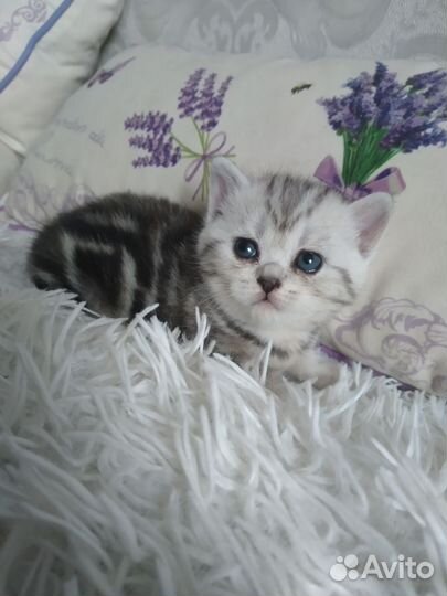 Шотландские котята