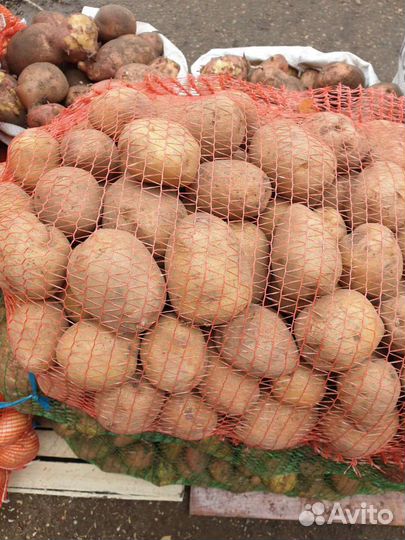 Картофель Лук Морковь Капуста оптом