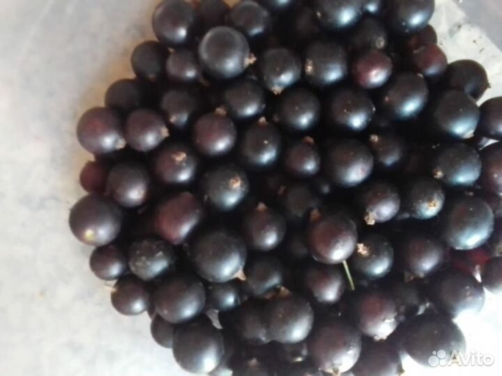 Саженцы чёрной и красной смородины