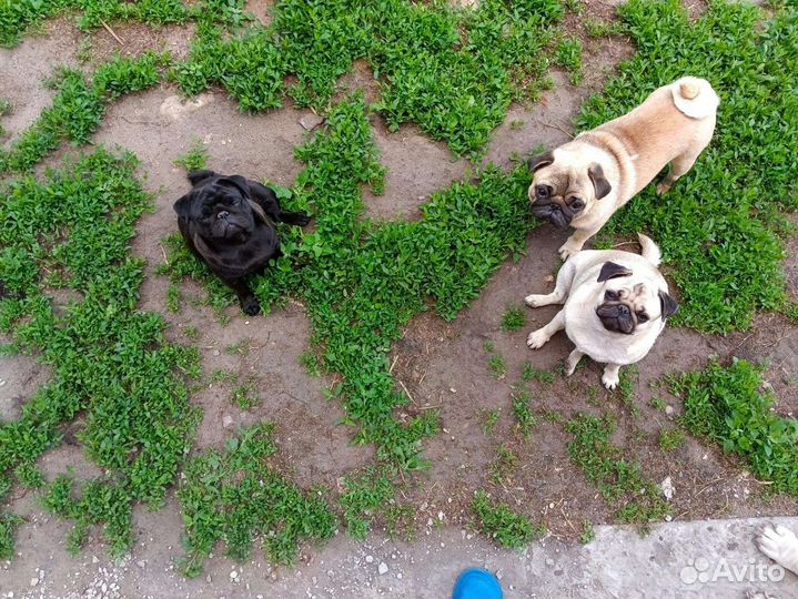 Милые мопсы